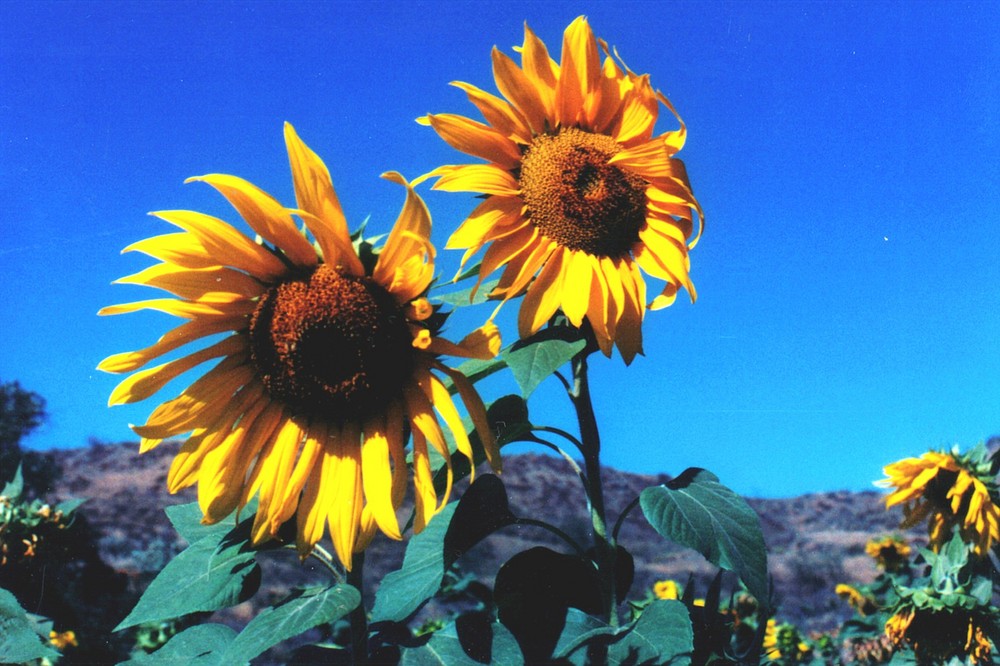 sunflowers