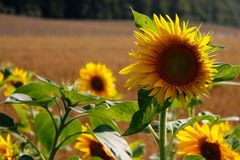 Sunflowers