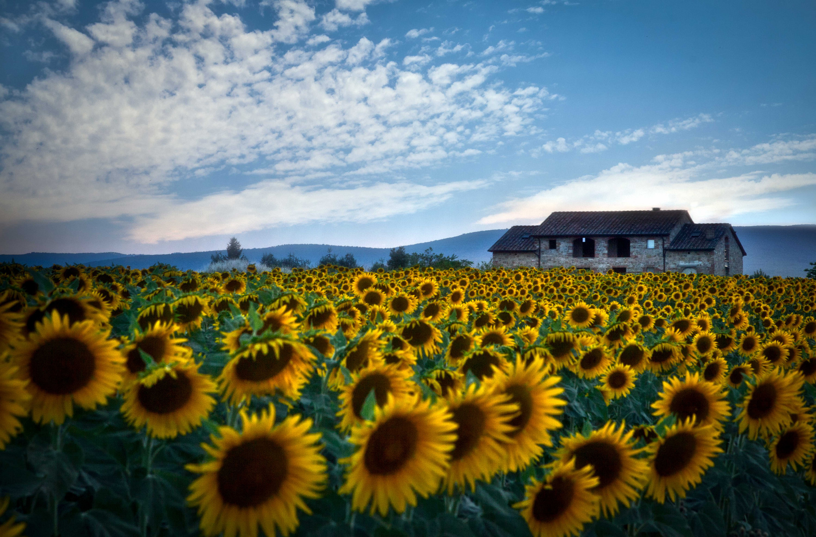 Sunflowers Field................