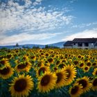 Sunflowers Field................