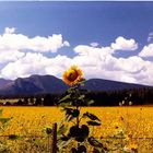 Sunflowers Field of Dreams