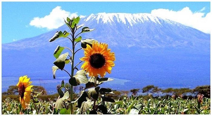 Sunflowers - Girasoli