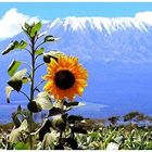 Sunflowers - Girasoli