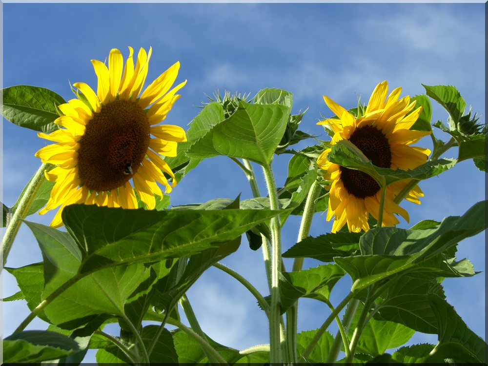 Sunflowers - Girasoli