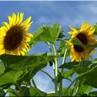 Sunflowers - Girasoli