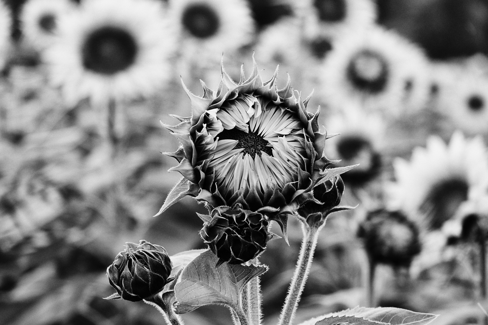 Sunflowers I