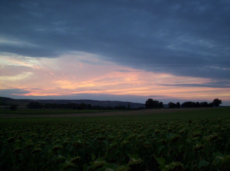 sunflowers II