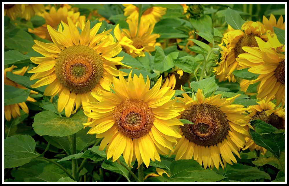 sunflowers II
