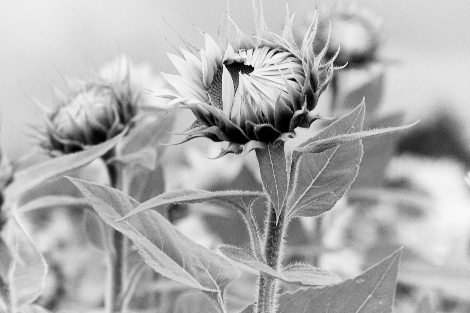 Sunflowers II