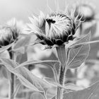 Sunflowers II