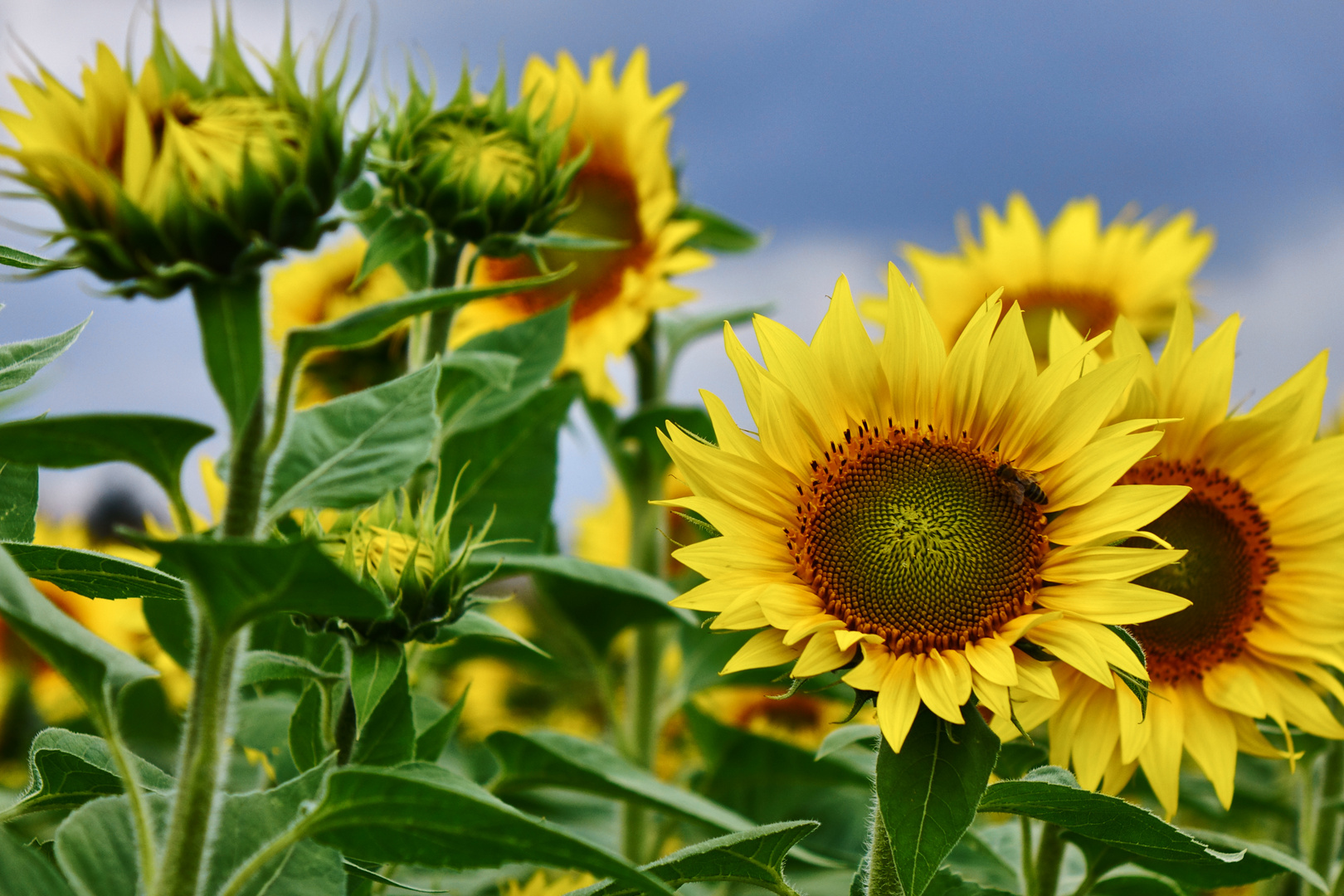 Sunflowers III