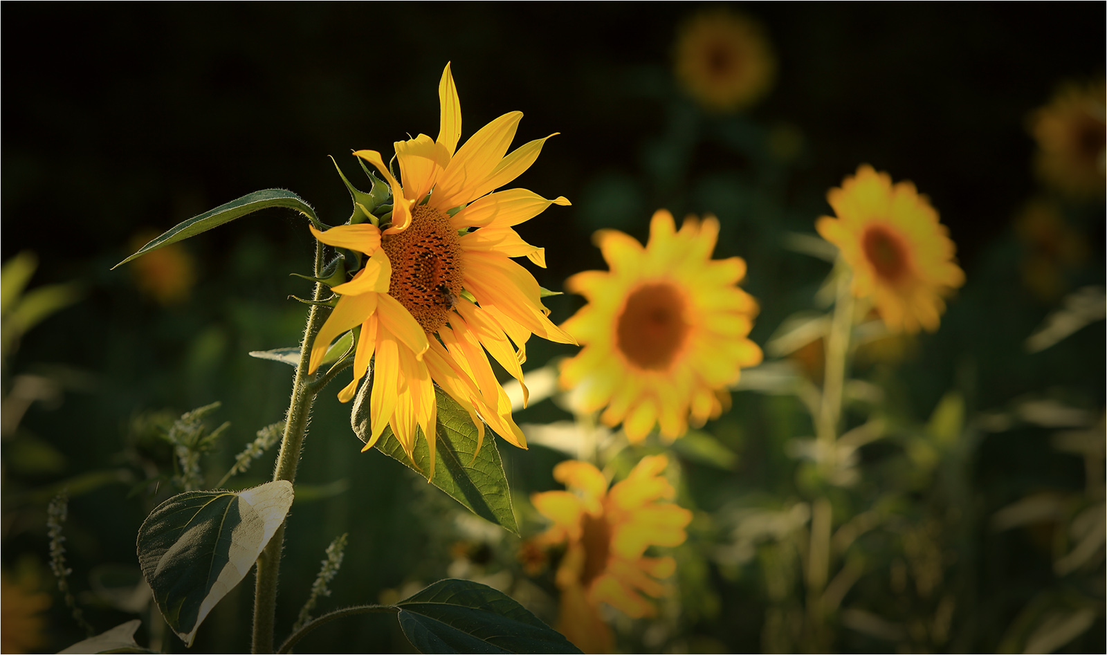 Sunflowers (III)