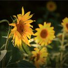 Sunflowers (III)