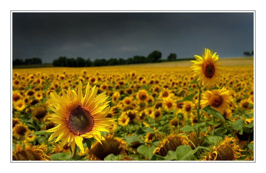 sunflowers III