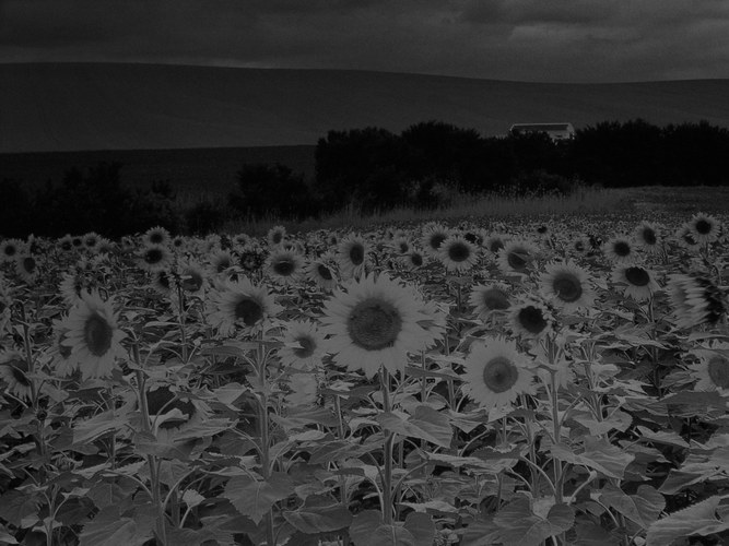 sunflowers in b/w