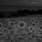 sunflowers in b/w