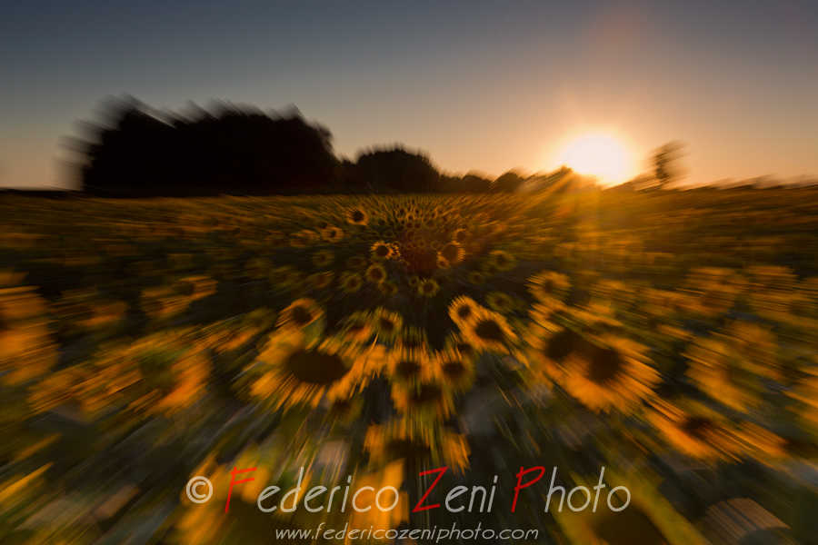 Sunflowers in motion