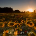 Sunflowers in motion