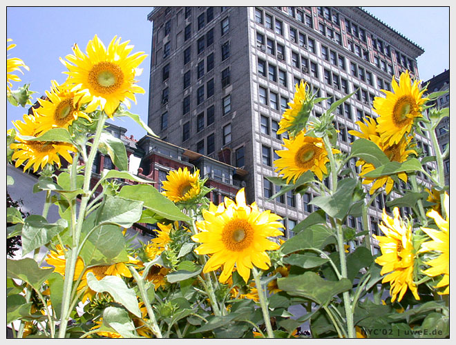 sunflowers in new york