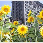 sunflowers in new york