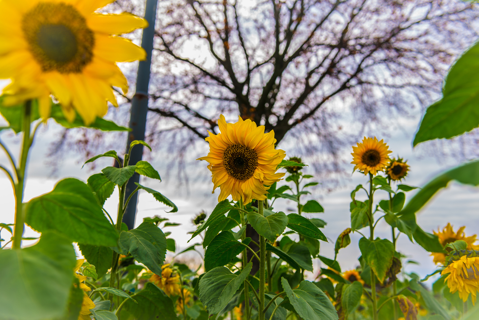 Sunflowers in November