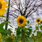 Sunflowers in November