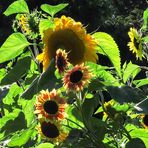 Sunflowers in the Contra Light