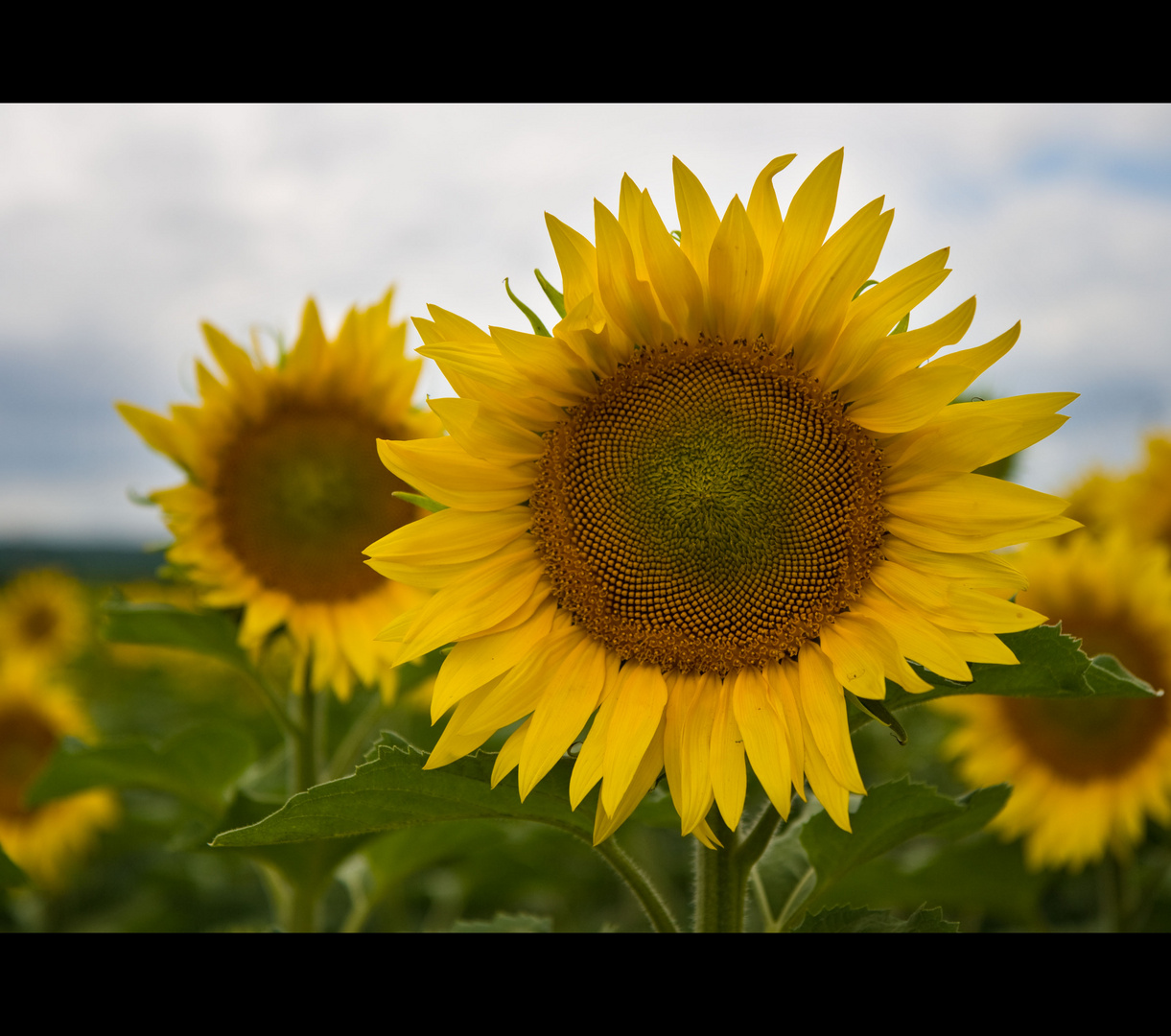 Sunflowers in the Loire Valley