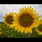 Sunflowers in the Loire Valley