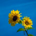 Sunflowers in the sky