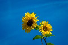 Sunflowers in the sky