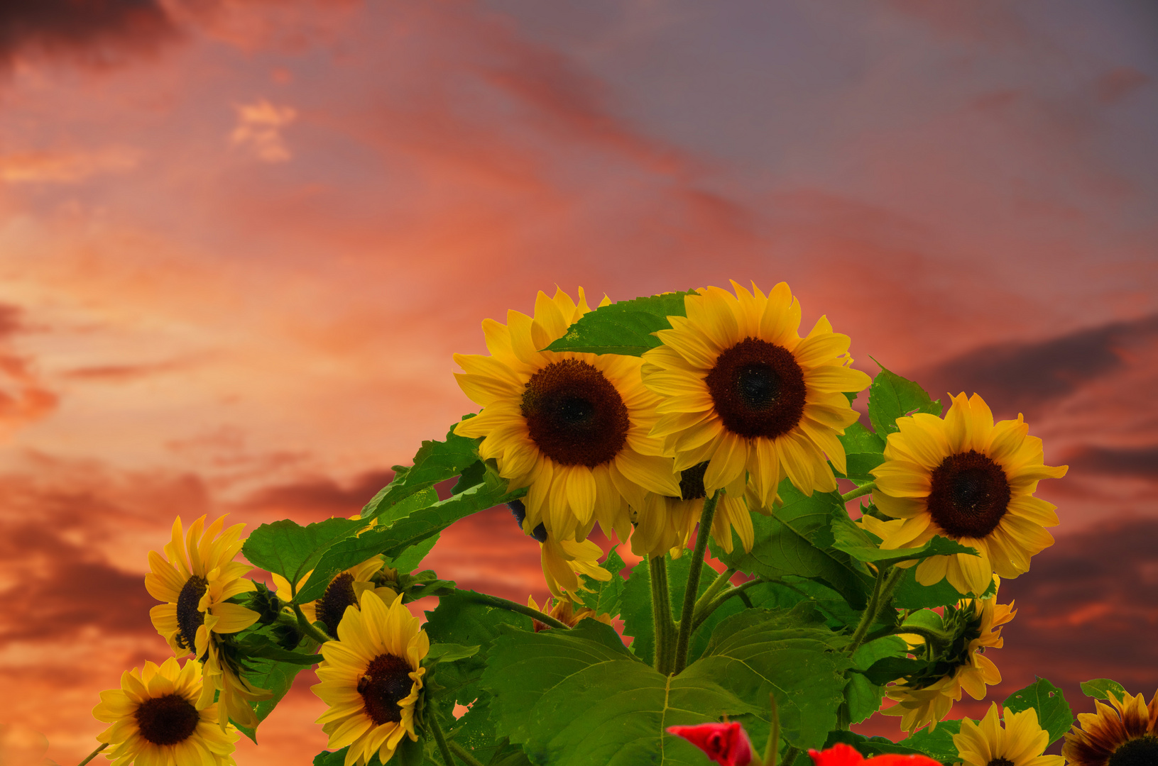 sunflowers in the sunset