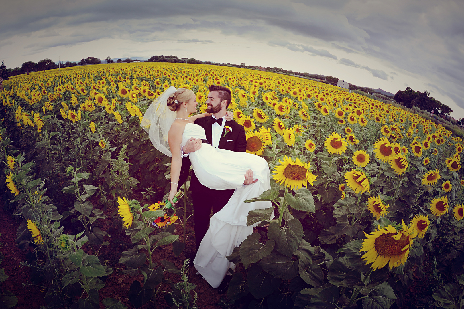 Sunflowers in Tuscany!