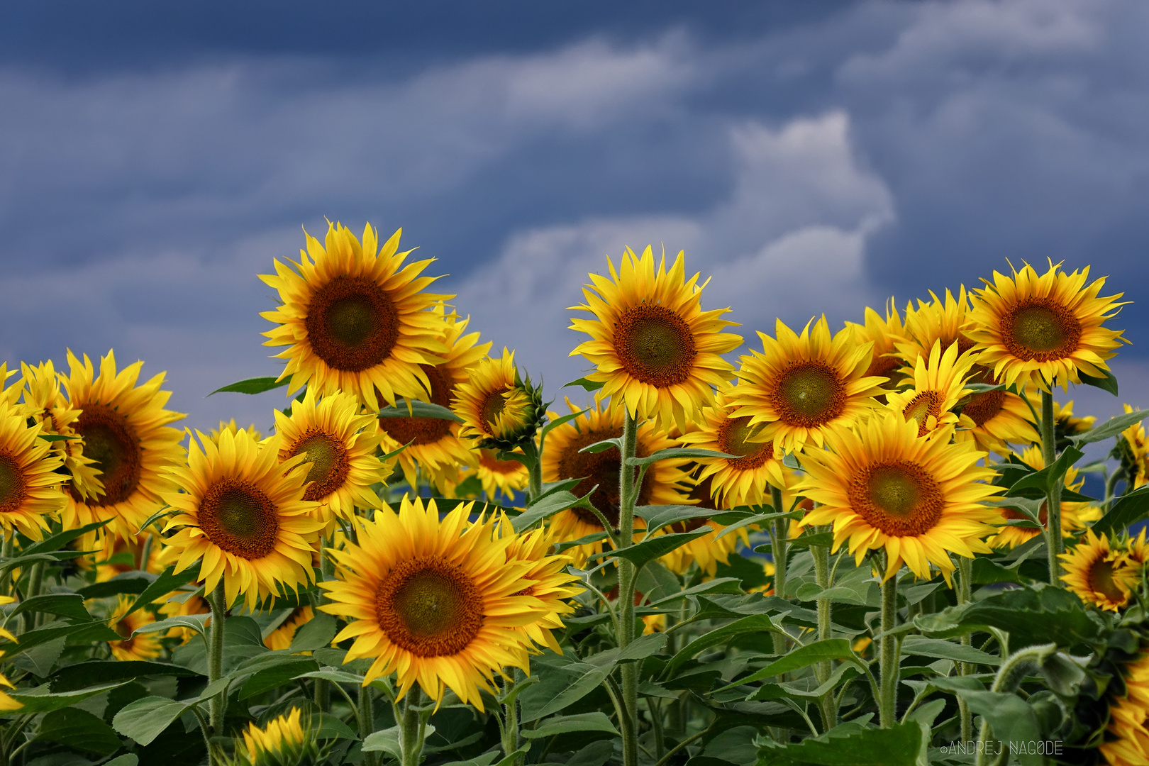 Sunflowers IV