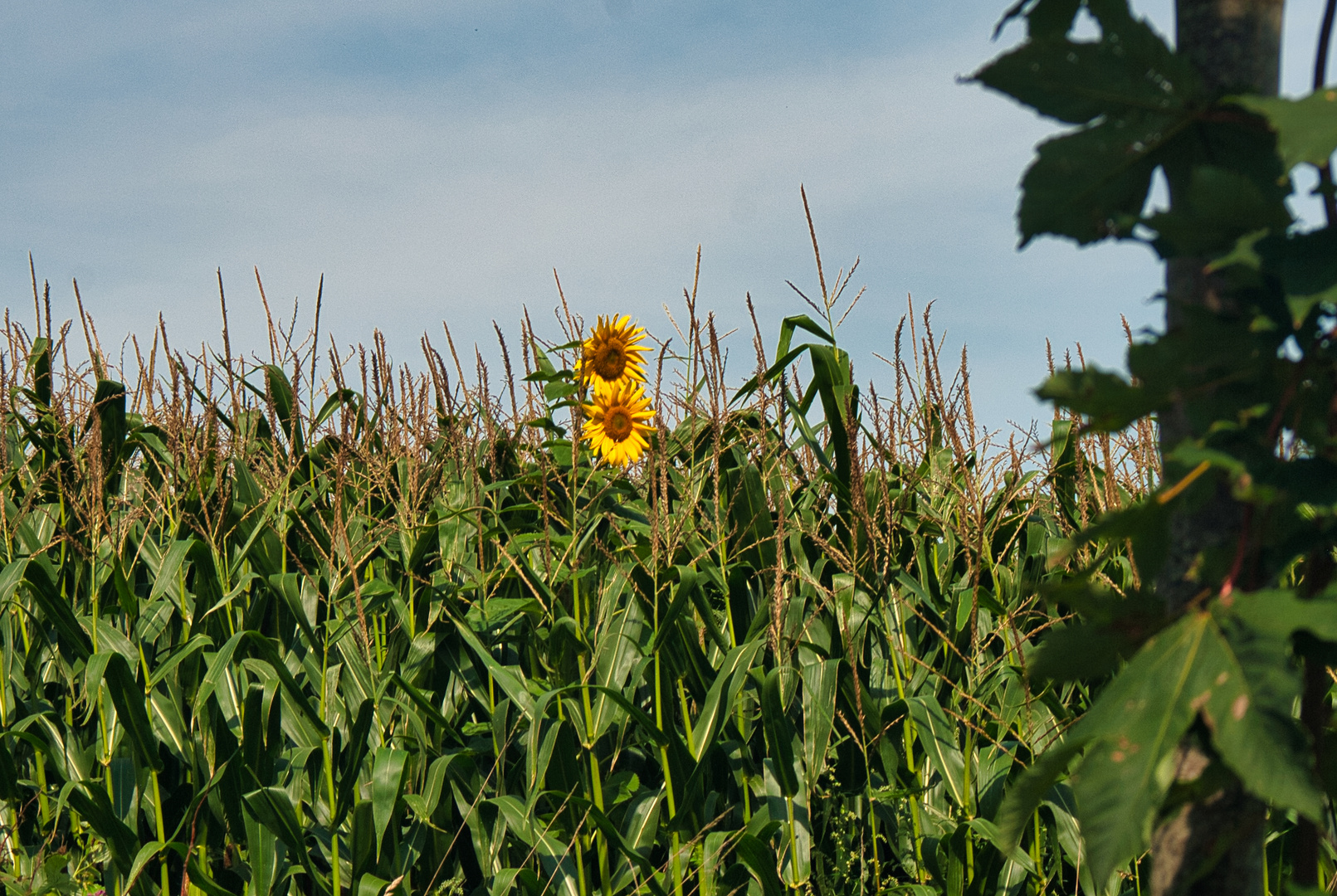 Sunflowers lost in Corn