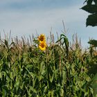 Sunflowers lost in Corn