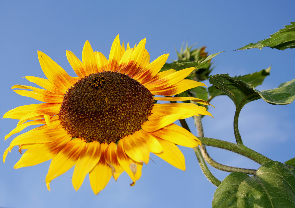 Sunflowers makes you happy von Claudia Woldrich