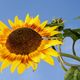 Sunflowers makes you happy