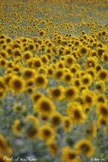 Sunflowers of Andalucia