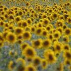 Sunflowers of Andalucia
