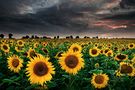 Sunflowers of the Storm von mibreit 