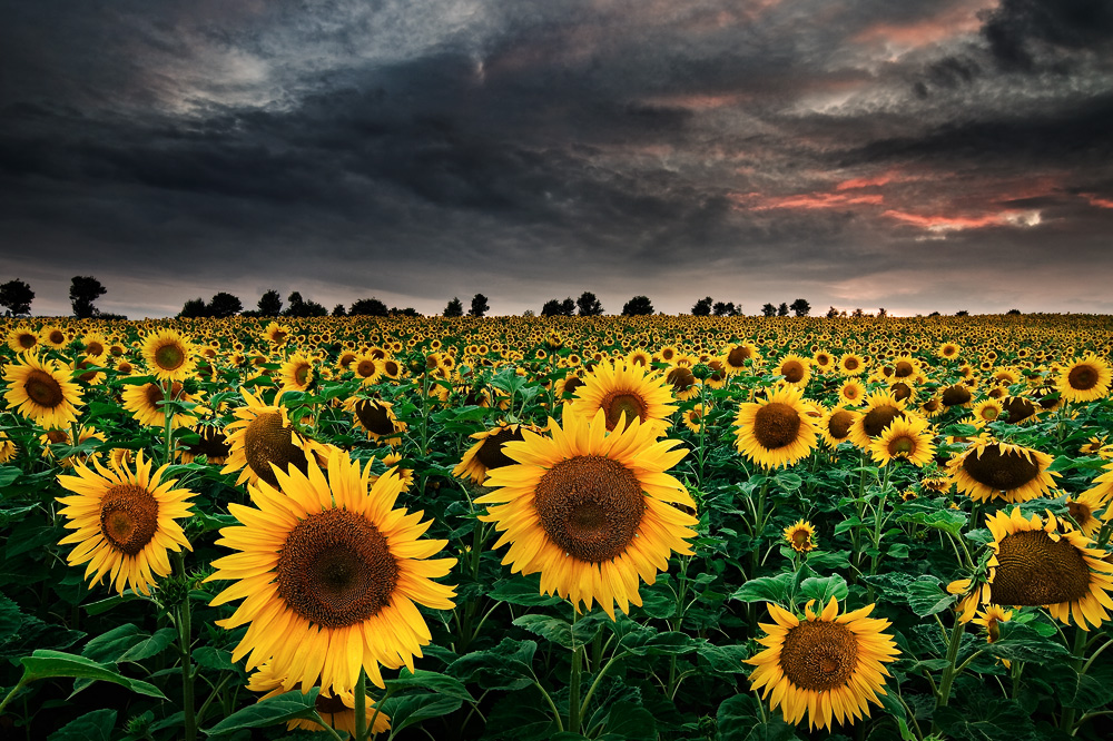 Sunflowers of the Storm