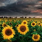 Sunflowers of the Storm