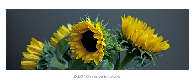 Sunflowers Panorama 2