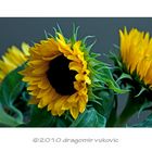 Sunflowers Panorama 2