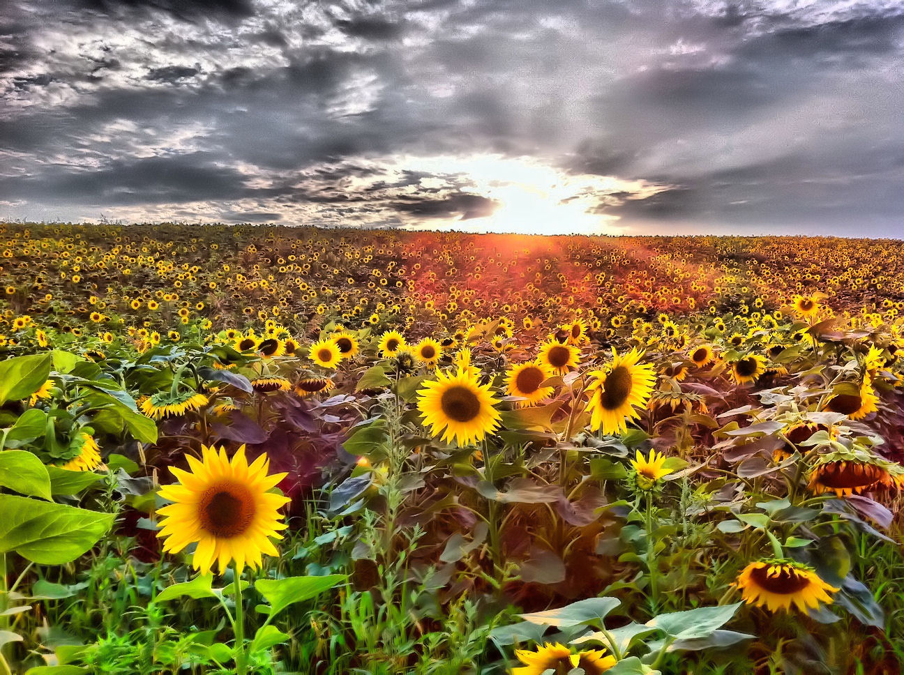 Sunflowers (Snapshot with iPhone 4 and filter)