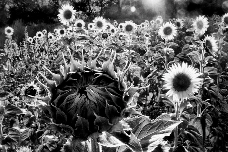 Sunflowers - Valensole