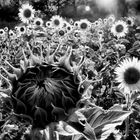 Sunflowers - Valensole