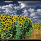 SunFlowers Waves