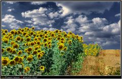 SunFlowers Waves